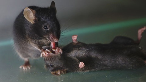 Eine Maus zieht ihrem bewusstlosen Gegenüber in einem Versuch die Zunge aus dem Mund. Eine neue Studie aus den USA zeigt, dass sich auch Mäuse im Notfall als Ersthelfer für ihre Artgenossen einsetzen.
