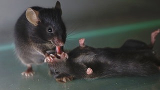 Eine Maus zieht ihrem bewusstlosen Gegenüber in einem Versuch die Zunge aus dem Mund. Eine neue Studie aus den USA zeigt, dass sich auch Mäuse im Notfall als Ersthelfer für ihre Artgenossen einsetzen.