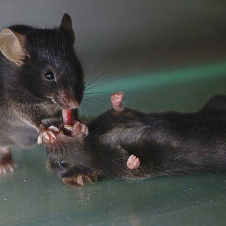 Eine Maus zieht ihrem bewusstlosen Gegenüber in einem Versuch die Zunge aus dem Mund. Eine neue Studie aus den USA zeigt, dass sich auch Mäuse im Notfall als Ersthelfer für ihre Artgenossen einsetzen.