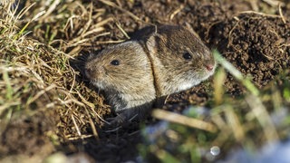 Eine neue Studie aus den USA zeigt, dass sich auch Mäuse im Notfall als Ersthelfer für ihre Artgenossen einsetzen.
