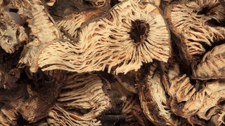 Traubensilberkerze (Cimicifuga racemosa): Bestimmte pflanzliche Präparate haben eine schwache östrogenartige Wirkung. Die Pharmaindustrie nutzt solche Grundstoffe aus der Natur.