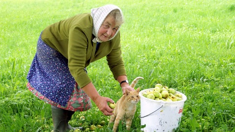 Ältere Frau mit Kopftuch bückt sich auf einer Wiese und streichelt eine Katze; daneben ein Eimer mit Äpfeln: Man will es vielleicht nicht wahrhaben, aber ab dem 30. Lebensjahr beginnen wir zu schrumpfen, und zwar ausnahmslos wir alle – egal ob Mann oder Frau, krank oder gesund