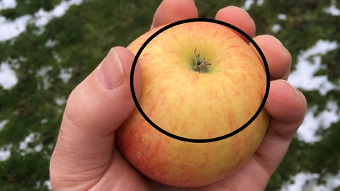 Die Finger einer Hand umfassen einen Apfel: Warum sind unsere Finger unterschiedlich lang?