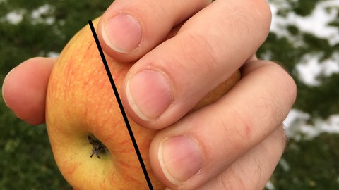 Die Finger einer Hand umfassen einen Apfel: Warum sind unsere Finger unterschiedlich lang?