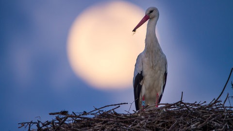 Ein Weißtorch sitzt bei Vollmond im Horst bei St. Gallen  Schweiz