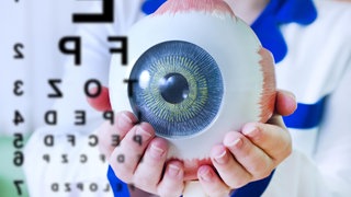 Modell eines Auges: Man kann dem Auge etwas Gutes tun, indem man oft an die frische Luft geht und Augenübungen macht. Die Sehkraft verbessern kann man allerdings dadurch nicht.