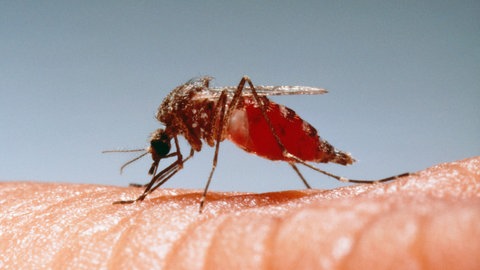 Auch Knoblauchverzehr schützt nicht davor, dass ein Schnake uns sticht.