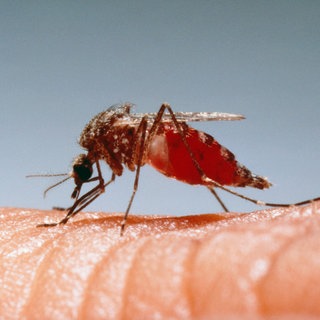 Auch Knoblauchverzehr schützt nicht davor, dass ein Schnake uns sticht.