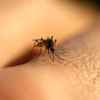 Eine Stechmücke sitzt auf der Haut und sticht zu.