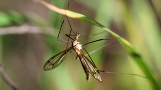 Schnake sitzt auf einem Grashalm.