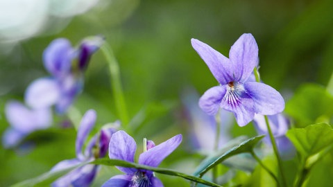 Der Geruch von Veilchen lockt Mücken an.