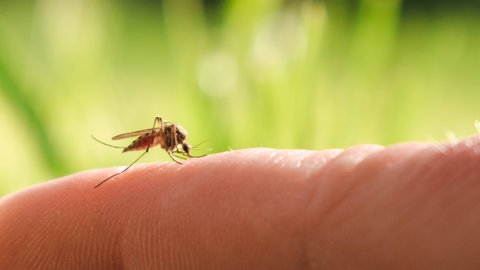 Stechmücken werden von bestimmten Dufstoffen in Seifen angezogen