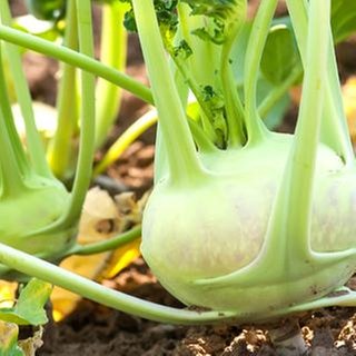 Kohlrabi im Beet