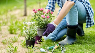 Frau pflanzt neue Blumen