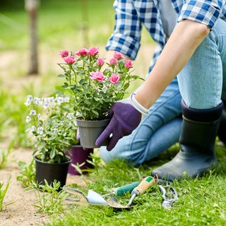 Frau pflanzt neue Blumen