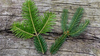 Weisstanne und Fichte