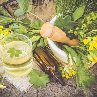 Frauenmantel als Heilpflanze