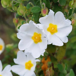 Heilpflanze: salbeiblaettrige Zistrose