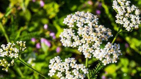 Schafgarbe - Wilkräuter mit heilender Wirkung