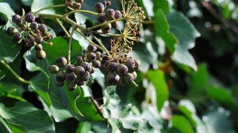 Efeu mit Beeren