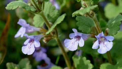 Gundermann als Heilpflanze