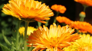 Blütenkopf einer Calendula: Ringelblumen lassen sich leicht im Garten anbauen.