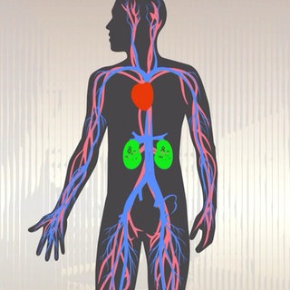 Chronische Nierenerkrankung – viel zu oft unerkannt!