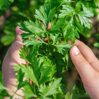 Frische Petersilie