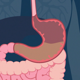 Schaubild des Magens