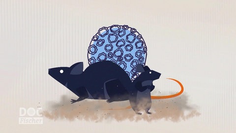 Hantavirus: Gefahr aus dem Mäusekot