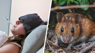 Linke Seite: Frau mit Waschlappen auf der Stirn und Fieberthermometer im Mund, Rechte Seite: Rötelmaus 
