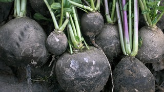 Runde schwarze Rettiche liegen beieinander. Schwarzer Rettich enthält Vitamine, Mineralstoffe und Senföle und gilt als besonders gesund.