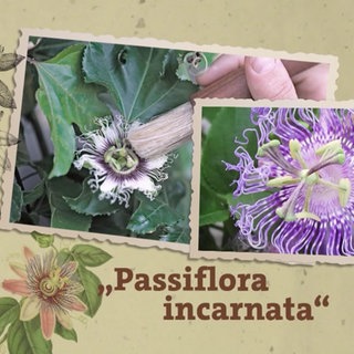 Grafik: Passionsblume, Latein: "Passiflora incarnata"