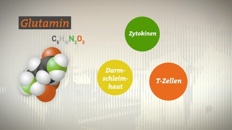 Grafische Abbildung von Glutamin (C5H10N2O3), daneben steht Zytokinen, Darmschleimhaut und T-Zellen