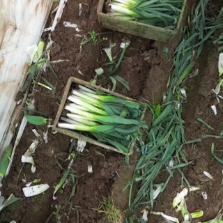 Lauch auf einem Feld