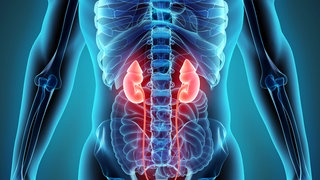 Anatomie der Niere mit Nebennieren.