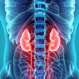 Anatomie der Niere mit Nebennieren.