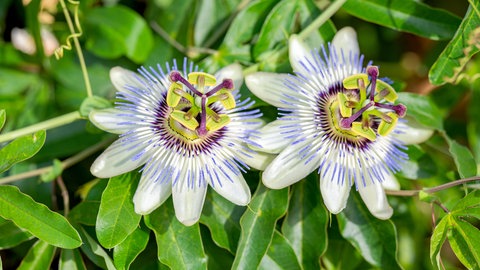 Die Passionsblume wird aufgrund ihrer beruhigenden, angstlösenden Wirkung geschätzt