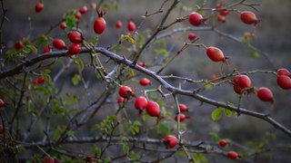 Hagebutten hängen dicht an dicht an einem Rosenstrauch. Sie sind sehr gesund und sollen gegen viele Krankheiten helfen.