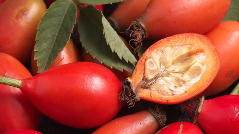 Viele Hagebutten liegen nebeneinander, eine ist aufgeschnitten. Die Kerne sollten aufgrund der juckenden Hährchen entfernt werden.