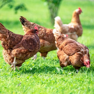 Hühner laufen auf der Wiese herum. Aldi Süd und Nord sind zusammen der größte deutsche Discounter. Bio-Produkte spielen eine immer größere Rolle, auch bei Supermärkten und Discountern. Wie es bei Bio-Eiern und Tierhaltung bei Aldi-Lieferanten aussieht.