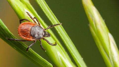 Eine Zecke (Gemeiner Holzbock) krabbelt auf einem Grashalm