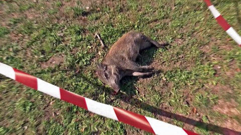 Ein totes Wildschwein, das an Afrikanischer Schweinpest erkrankt war