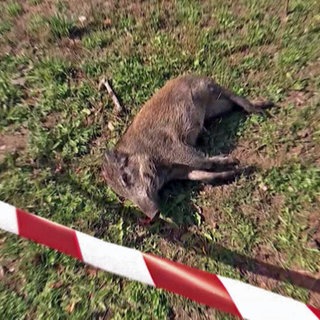 Ein totes Wildschwein, das an Afrikanischer Schweinpest erkrankt war