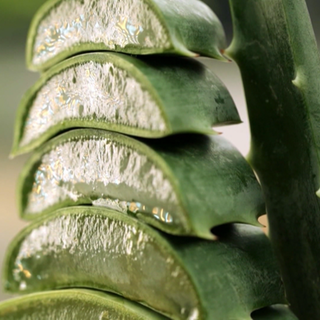 Aloe Vera kann gegen Sonnenbrand oder Entzündungen helfen.