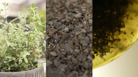 Majoran wird in frischer oder getrockneter Form in der Küche eingesetzt, oder auch als Tee genossen.