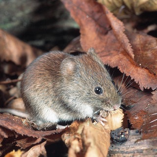 Die Rötelmaus kann das Hantavirus übertragen.