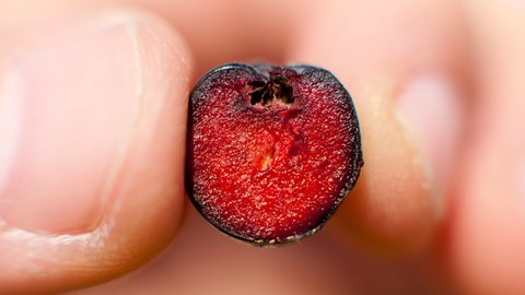 Aufgeschnittene Aroniabeere zwischen zwei Fingern