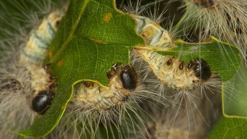 Raupen des Eichenprozessionsspinners fressen an Blättern einer Eiche.