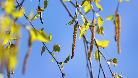 Birkenfrucht an einem dünnen Ast: Die Pollen des Baums führen oft zur Allergien. Bei Heuschnupfen empfiehlt es sich, den Blütenstaub aus der Wohnung fernzuhalten.